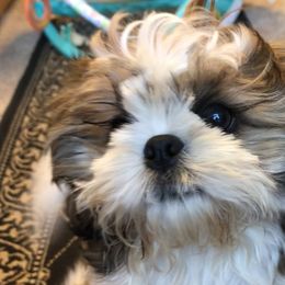 Shih Tzu puppies from Stevens’ Hidden Acres