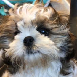 Shih Tzu puppies from Stevens’ Hidden Acres