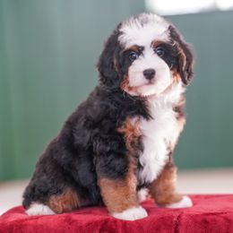 Plaza - Tri-color female Bernedoodle puppy in Dundee, Ohio from Down Home Doodle