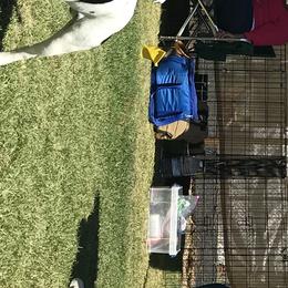 Vinny - Staffordshire Bull Terrier