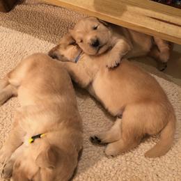 Golden Retriever Puppies from Madileau Golden Retreivers