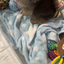 Mushka - Orange sable female Pomeranian puppy in Childersburg, Alabama from A Sample Of Gods Love Kennels