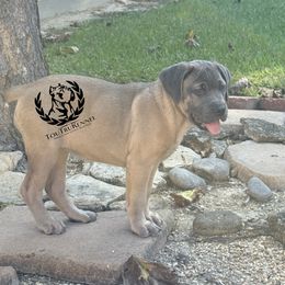 Yellow collar - Gray and fawn female Cane Corso puppy in Laplace, Louisiana from Tou Tru kennel