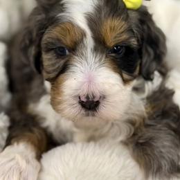 Bernedoodle, Bernese Mountain Dog, and Poodle Puppies from Bubbling Springs Doodles, LLC