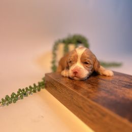 Teddy - Apricot male Australian Labradoodle puppy in Auburn, California from Poodles and Labradoodles breeder