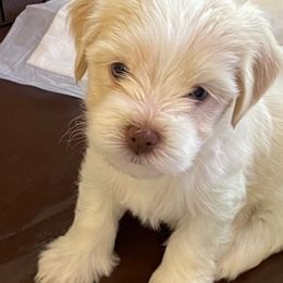 Havanese from Karen Pierce's Havanese