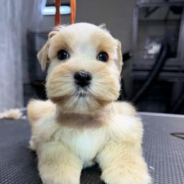 Kimber - Wheaten male Miniature Schnauzer puppy in Yukon, Oklahoma from Kalee-Rose Miniature Schnauzers