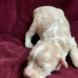 Lucy - Sable female Schnoodle puppy in Kentucky from Mrs Bs Teeny Schnauzers & Doodles