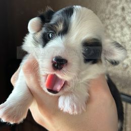 Pembroke Welsh Corgi Puppies from Hayday Ranch Corgis