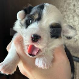 Pembroke Welsh Corgi Puppies from Hayday Ranch Corgis