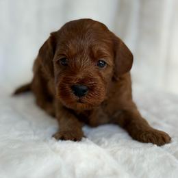 Lemon (13 lbs full grown) - Red  female Goldendoodle puppy in Phelan, California from High Desert Doodles - the original