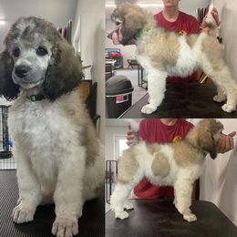 Poodle Puppies from High Mesa Standards