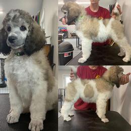 Poodle Puppies from High Mesa Standards