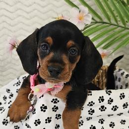 Heidi - Black and tan female Dachshund puppy in Utica, Ohio from Poodle Me Crazy
