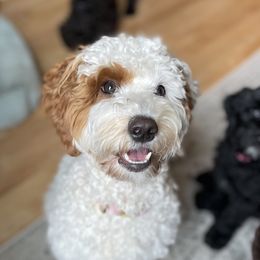 Daisy - Australian Labradoodle