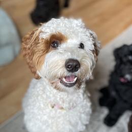 Daisy - Australian Labradoodle