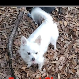 Evie - Chihuahua