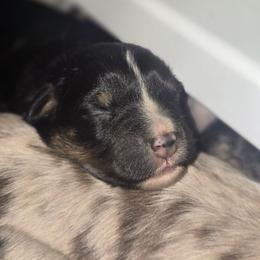 MICKEY Black tri (with tail) - Black tri-color male Australian Shepherd puppy in Rainsville, Alabama from Chaparro Farm