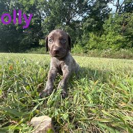 Dolly - Liver roan female German Shorthaired Pointer puppy in Spring Valley, Wisconsin from Filipiak Breeders
