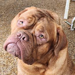 Scandal - Dogue de Bordeaux
