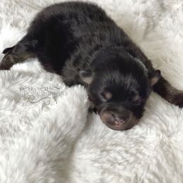 Pomeranian and Pomsky Puppies from Designer Pomeranians