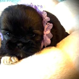 HEIDI - Red female Shih Tzu puppy in Kamilche, Washington from Serendipity Shih tzu