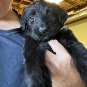 Black girl 2 - Black female Briard puppy in Frankford, West Virginia from Honey Bee Hill