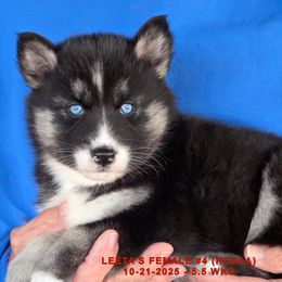 LEETA'S FEMALE 4 - Black and white female Siberian Husky puppy in Manilla, Iowa from Bruck's Siberian Huskies