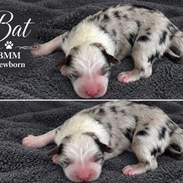 Bat - Blue merle male Australian Shepherd puppy in Mount Sterling, Ohio from Northern Lights Working Dogs
