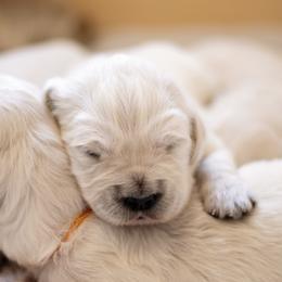 Boy 1 - Light golden male Golden Retriever puppy in Kingwood, Texas from Faded Ash Goldens