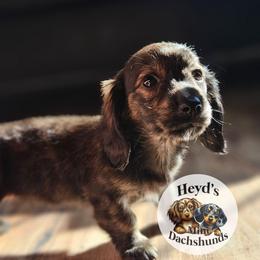 Nebula - Brindle female Dachshund puppy in Hoquiam, Washington from Heyd's Mini Dachshunds
