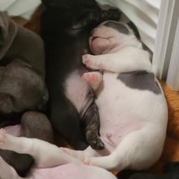 French Bulldog Puppies from Honey Hole Frenchies