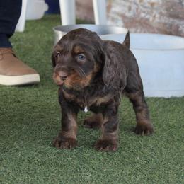 Rose Gold    pink collar - Chocolate female Australian Labradoodle puppy in Provo, Utah from EllsWORTH Labradoodles LLC