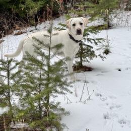 Yeti - Yellow female Labrador Retriever puppy in Frenchtown, Montana from Bear Bones Labradors
