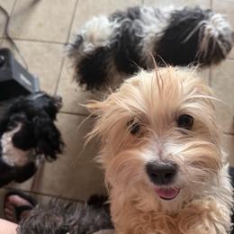 Angel - Havanese