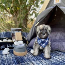 Miniature Schnauzer Puppies from Schnauzers on Robinson Lane