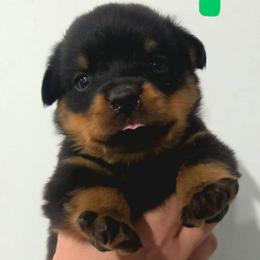Boy 3 - Black and tan male Rottweiler puppy in San Antonio, Texas from HAUS OF RZA