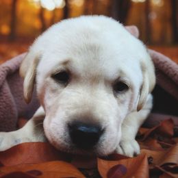 Prince Humperdink - Brown Collar - Yellow male Labrador Retriever puppy in Cocoa, Florida from Harrison's Lakeside Labradors LLC