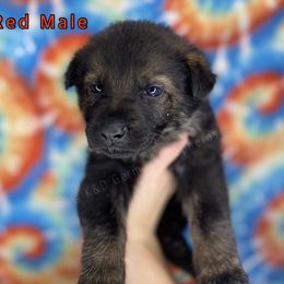 German Shepherd Puppies from K&D German Shepherds