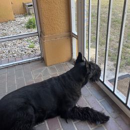 Giant Schnauzer Puppies from Giant Strides Giants