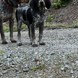 Bluetick Coonhound and Poodle Puppies from Dejah Bleu Kennels