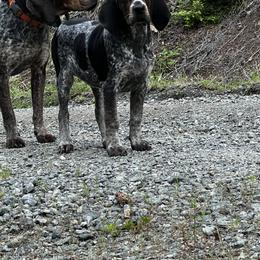 Bluetick Coonhound and Poodle Puppies from Dejah Bleu Kennels