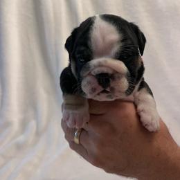 Pink collar Girl - Black tri-color female Bulldog puppy in Lakeland, Florida from Fur Love And Puppies