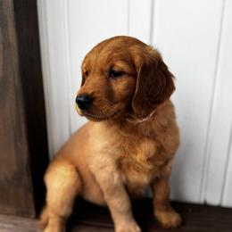 Girl 3 Abigail - Dark golden female Golden Retriever puppy in Angier, North Carolina from Howard's Retrievers