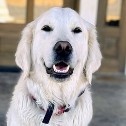 Luna - Golden Retriever