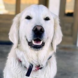 Luna - Golden Retriever