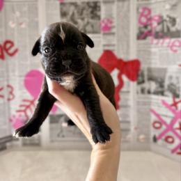 Christina - Brindle female Boxer puppy in Upper Sandusky, Ohio from Rock Run Homestead