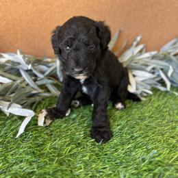 Noodle - White and black male Bordoodle puppy in Valley Center, California from Circle R Valley Bordoodls