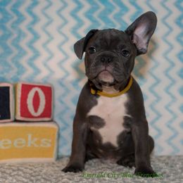 French Bulldog Puppies from Emerald City Blue Frenchies