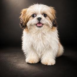 Little diamond - Tricolor male Shih Tzu puppy in Hialeah, Florida from Jolie glz